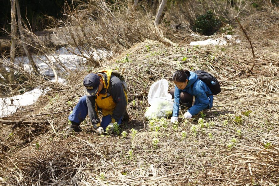 里山十帖 年に一度の「ふきみそづくり」