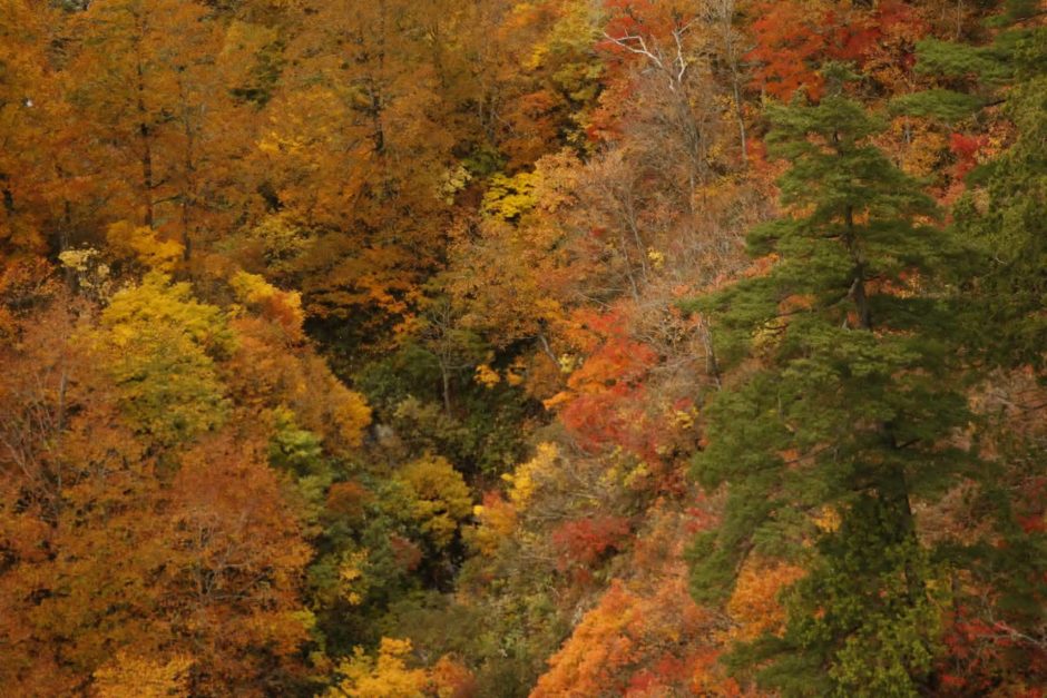 ドラゴンドラからの紅葉