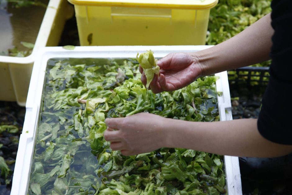 里山十帖 年に一度の「ふきみそづくり」