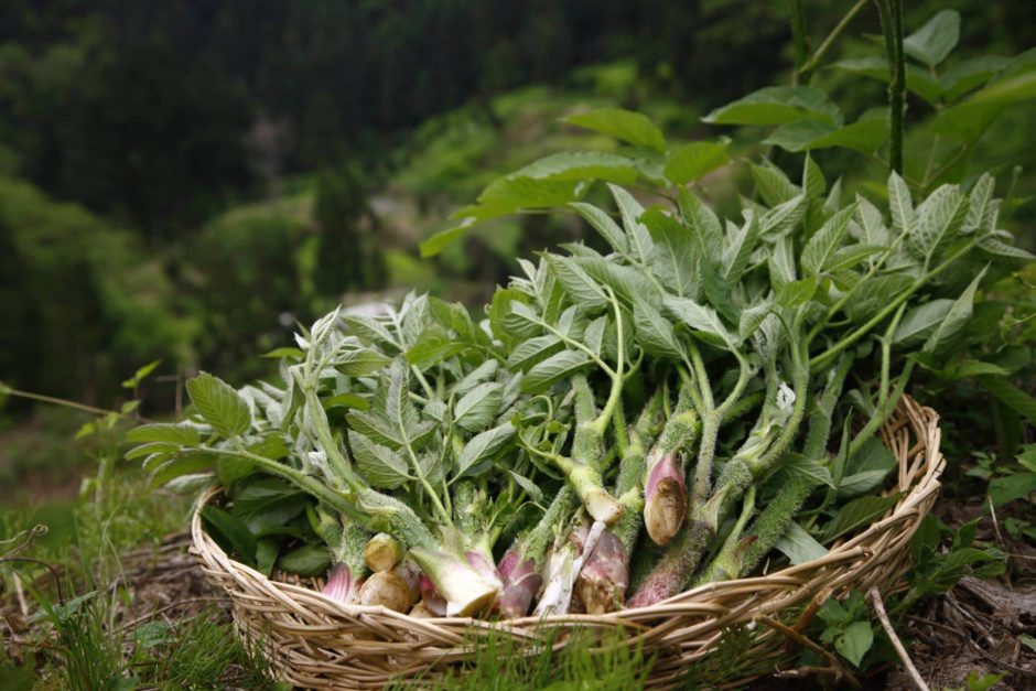 里山十帖の山菜料理の旬について