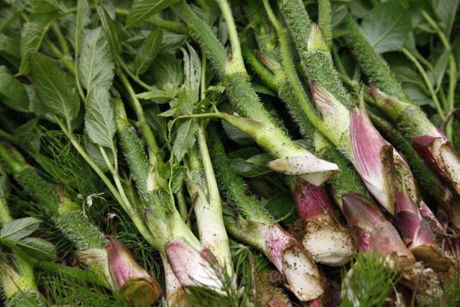 里山十帖の山菜料理の旬について