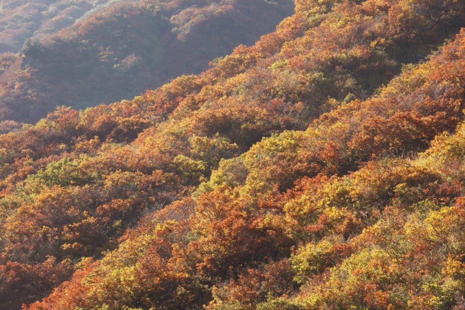 銀山平・中荒沢の紅葉