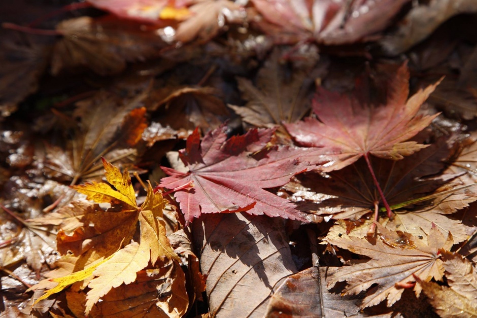 銀山平・中荒沢の紅葉